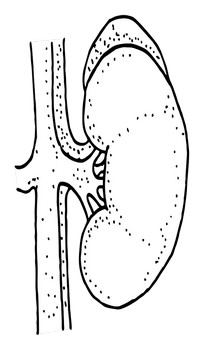 kidney gfc54fd437 640