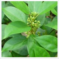 Glucotrust4