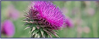 Milk Thistle