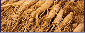 Panax Ginseng
