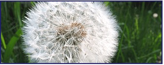 Taraxacum
